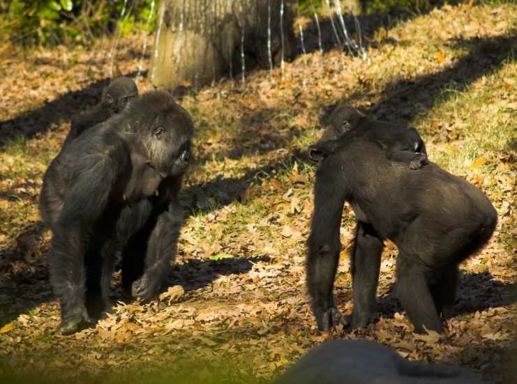 two baby gorillas playing in the forest