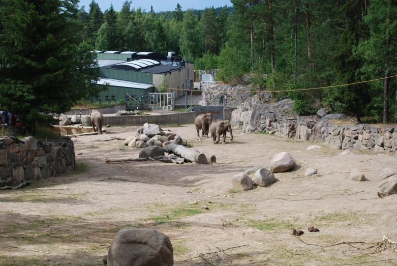 a small herd of animals in an enclosure