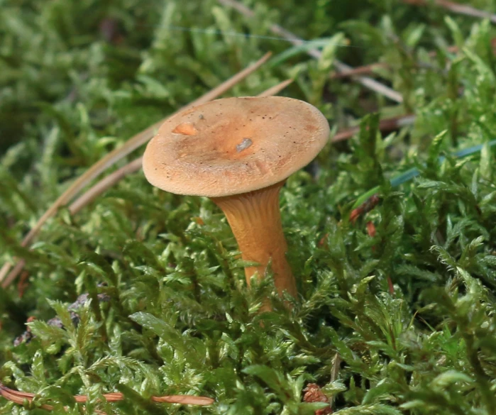 a mushroom growing out of the moss