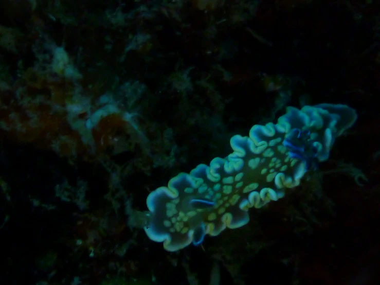 an underwater animal in the ocean, with some vegetation behind it