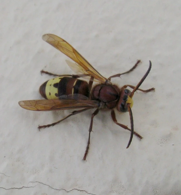 a small insect sitting on top of snow