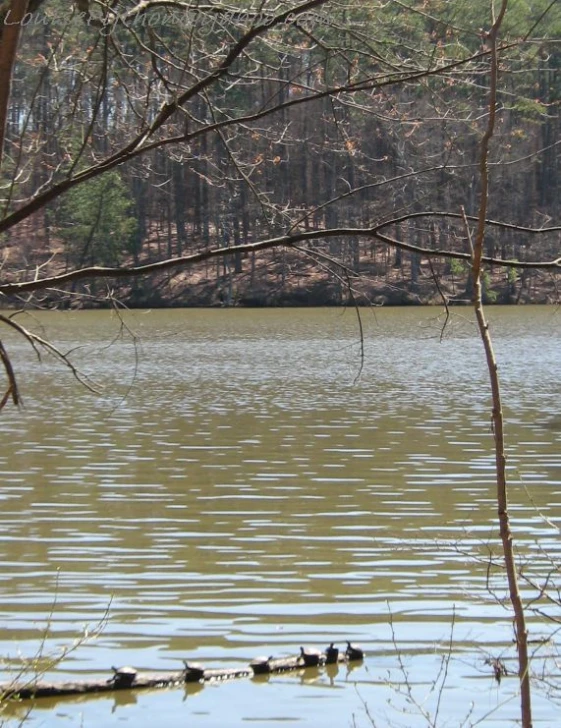 a large pond that has lots of water on it