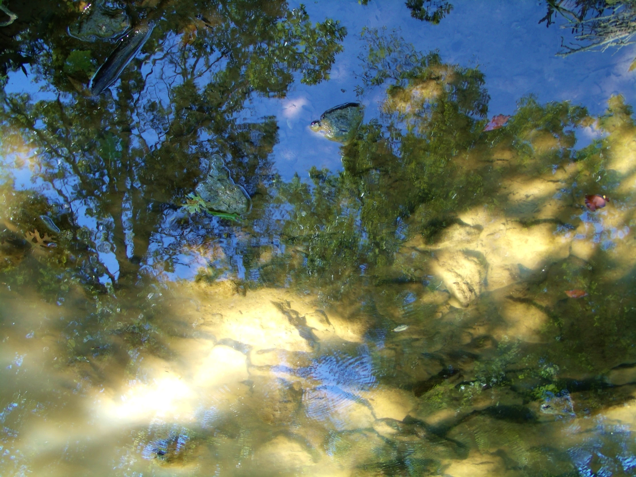 the reflection of trees and trees in water