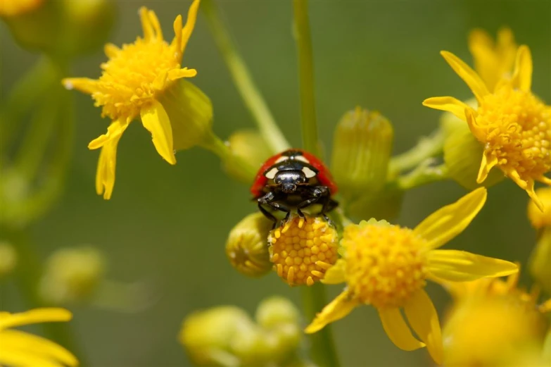 a lady bug on top of a plant with yellow flowers