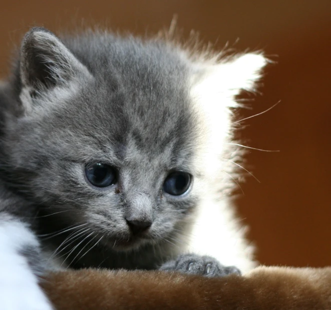 there is a small grey kitten sitting on a couch