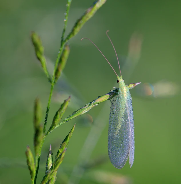 a bug that is sitting on some thin thin stems