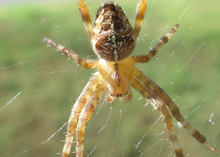 a close up of a spider with very long legs