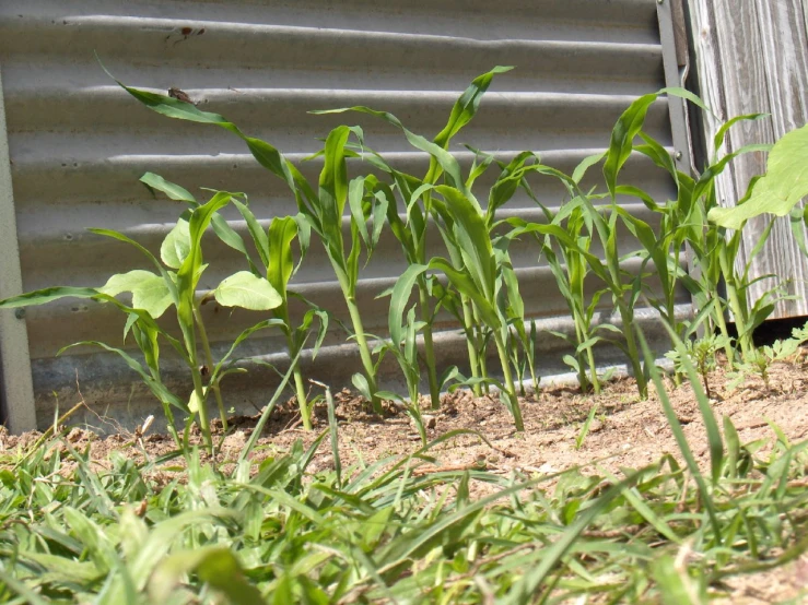 some plants growing in a yard next to a building