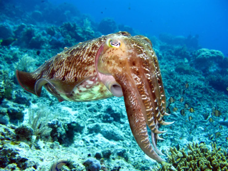 an octo swims through the sea with other fish