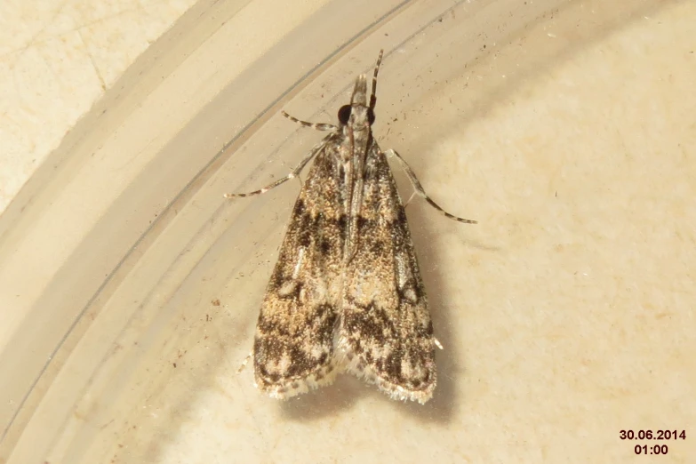 a light colored moth sitting on a piece of paper