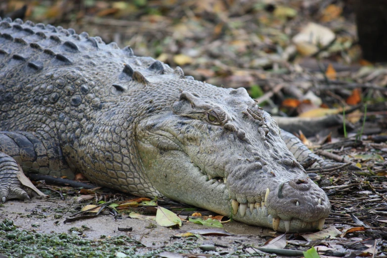 an alligator is laying down and ready to eat some food