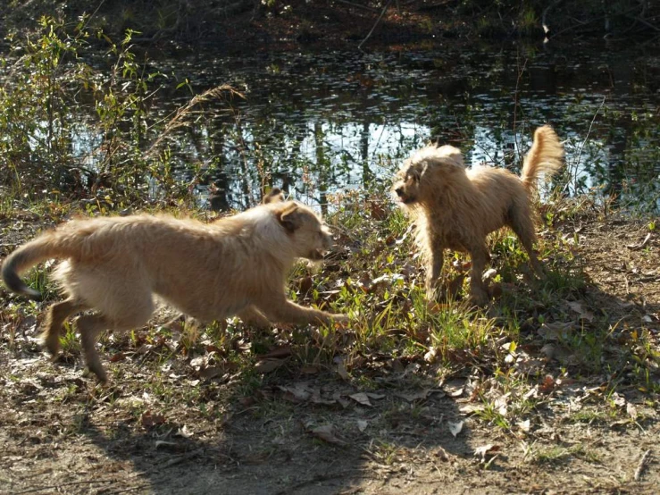two large dogs are playing near the river