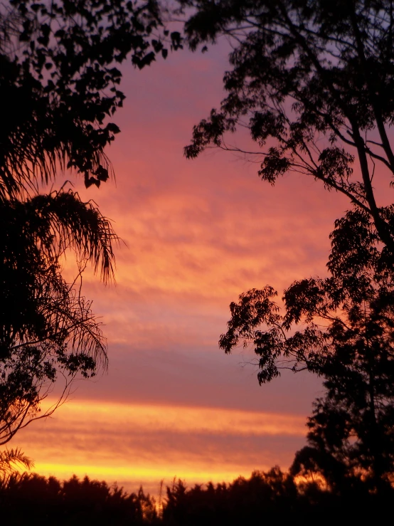 silhouetted tree tops against colorful sunset clouds