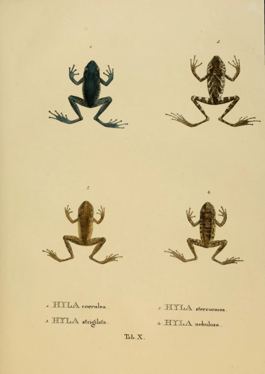 several toad like creatures in different positions including one