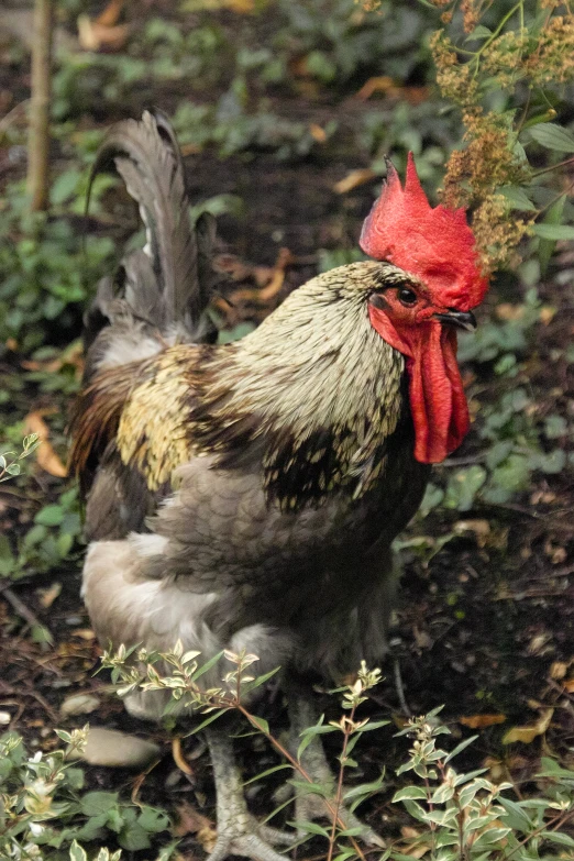 a rooster with a red neck and black feet