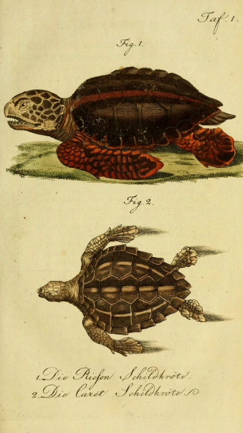 two illustrations depicting turtles on different surfaces, from a book
