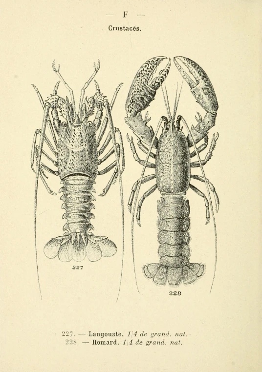 a pair of lobsters, drawn in blue ink