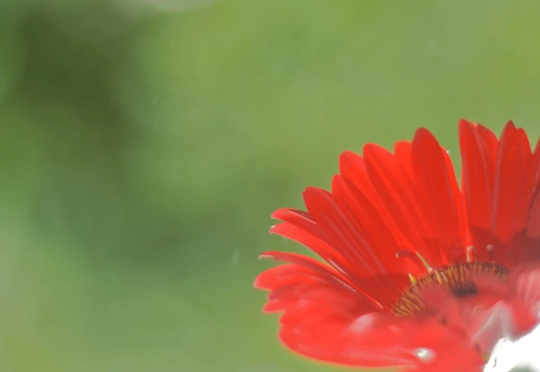 red flower with water drops off of it's petals