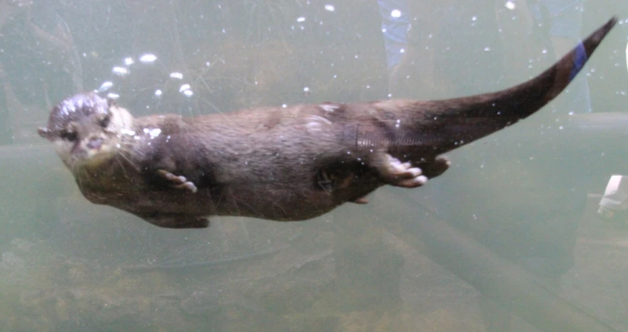 a sea otter in the water at a zoo
