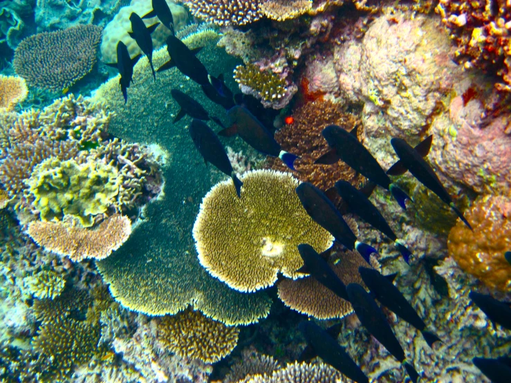 a coral on the reef is surrounded by fish