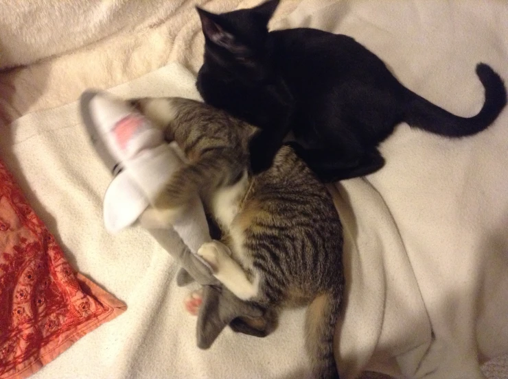 three kittens lay on a white cloth with a hat