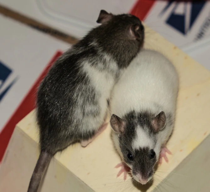 two small rodents standing on top of each other