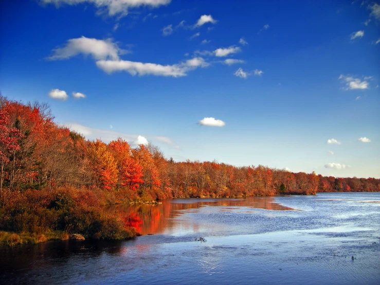 some water trees and blue sky and white clouds