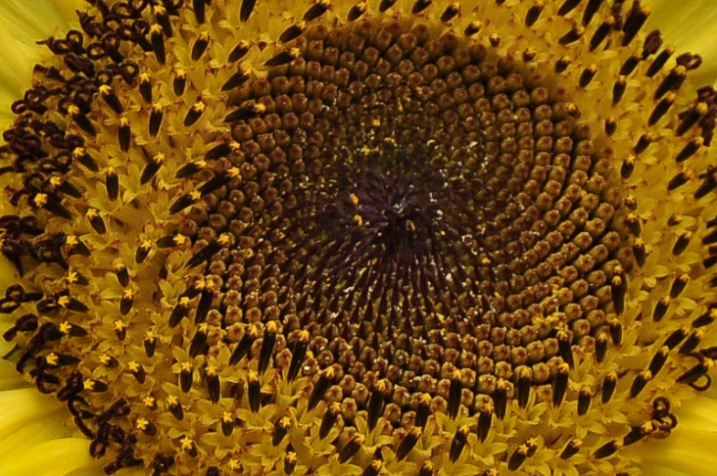 a close up view of the center of a sunflower