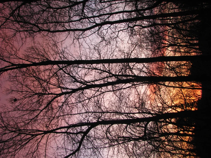 many tall trees against a purple and blue sky