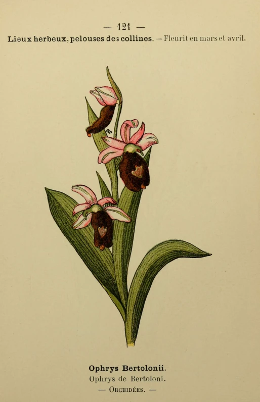 an old botanical print depicting two lilies