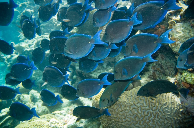 several blue fish in the water swimming near each other