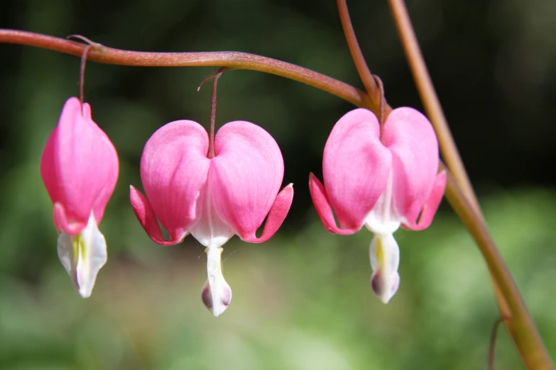 a bunch of pretty pink flowers are hanging from a nch