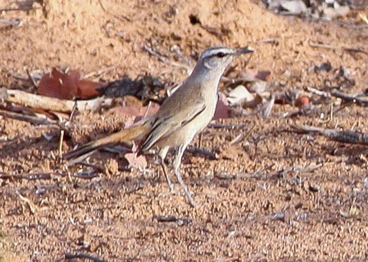 a bird is standing alone in a dried up field