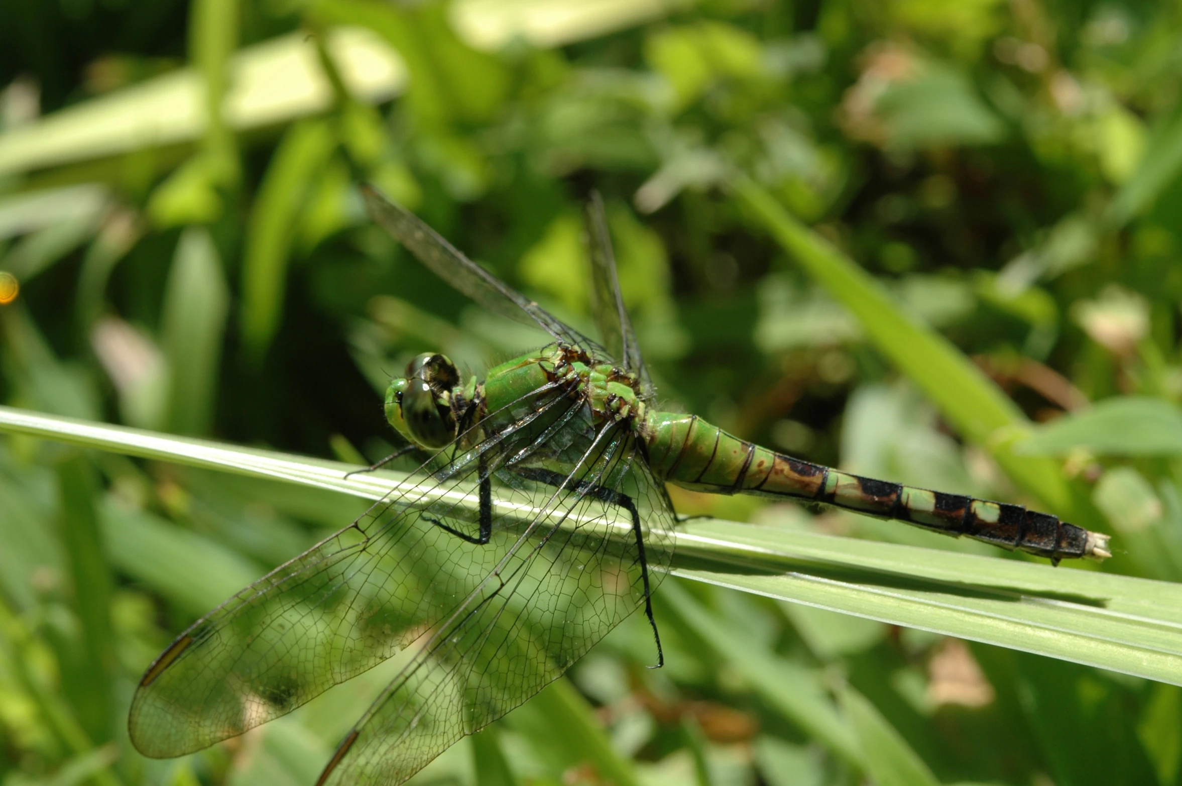 an insect with black markings sitting on some green grass