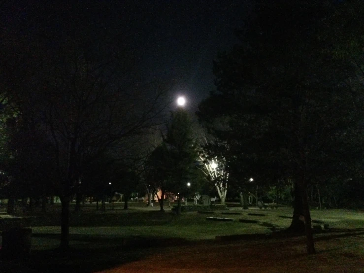 trees on a park at night in the dark