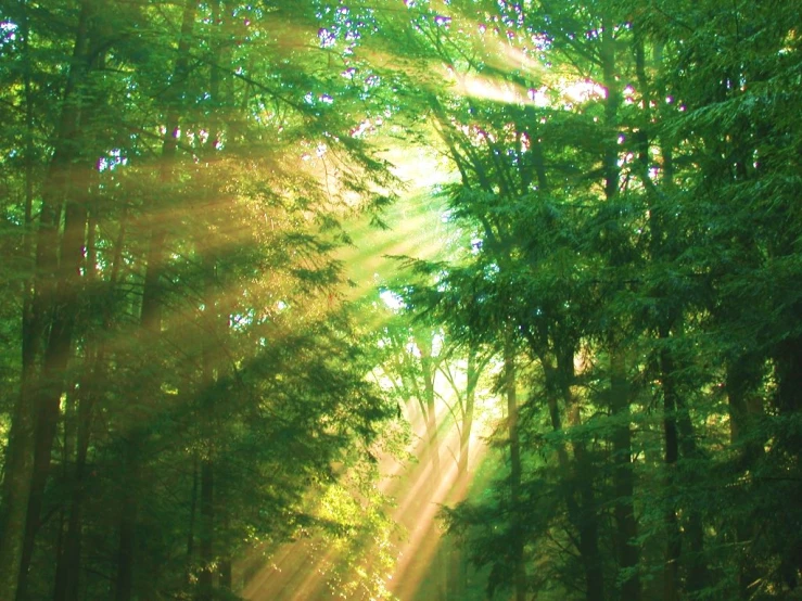 light shines through the leaves of a forest