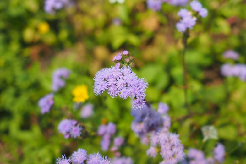 the flowers are blooming very quickly in the park