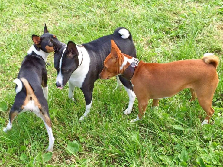 two dogs fighting over soing on the ground