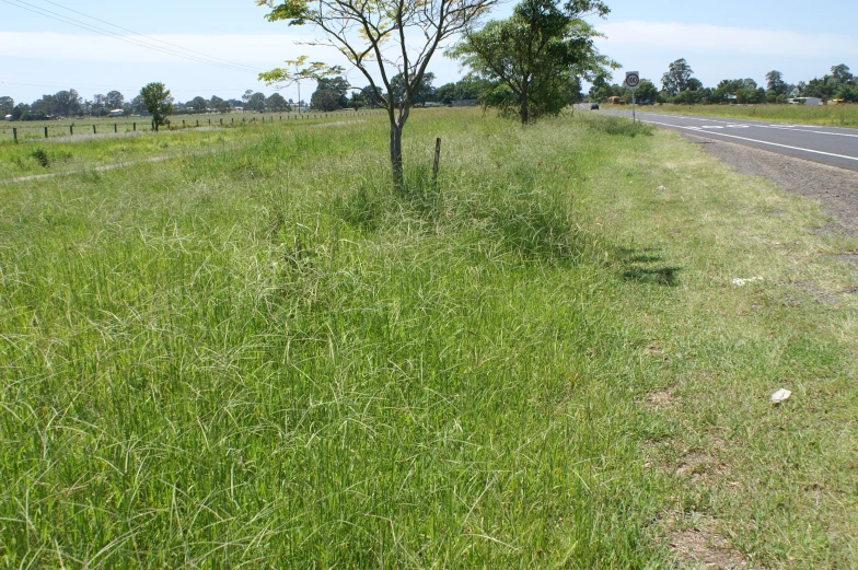 a road next to the grass near a small tree