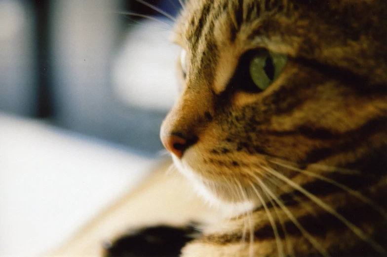 a close up of a cat with green eyes