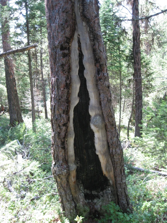 a hollow in a tree is shown on the ground