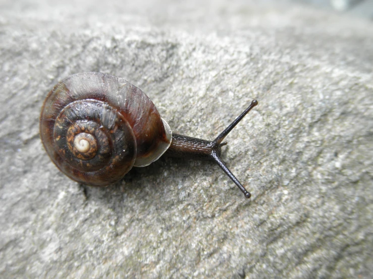 a brown snail crawling across a gray surface