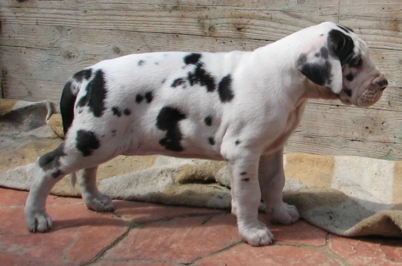 the black and white dog is standing on brick