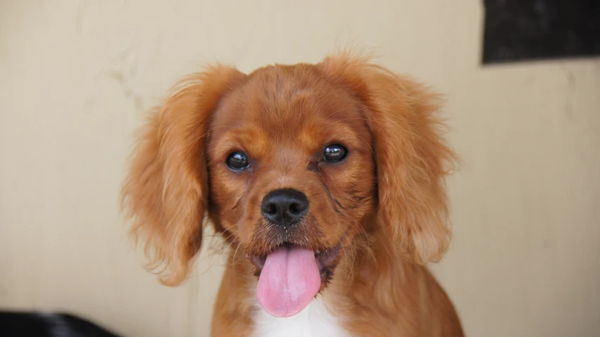 a close up of a dog's face with a pink tongue