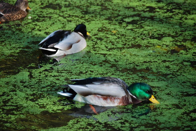 ducks are swimming on swampy water in the sunshine