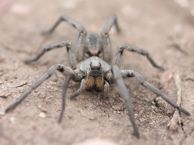 a large spider walking on a brown ground