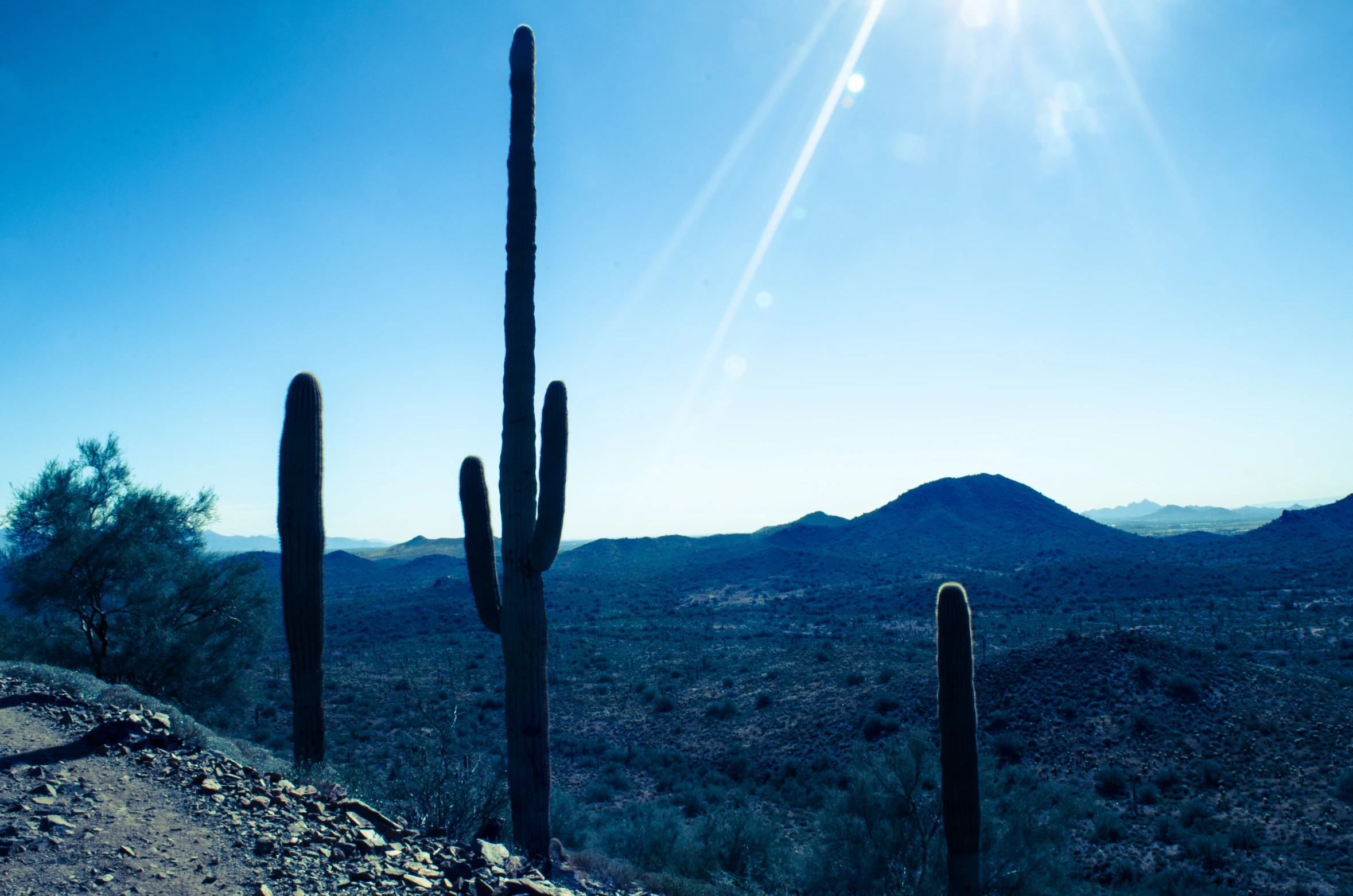 sun shines in between the tops of several cactus trees