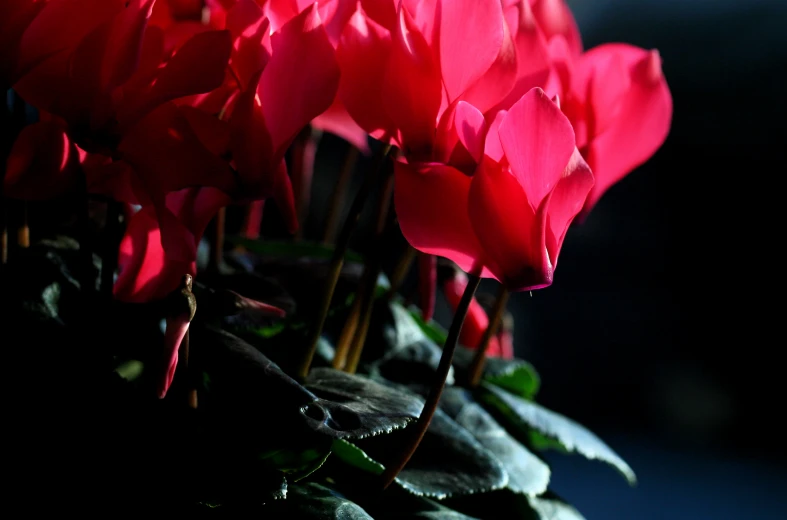 flowers sit in the foreground of a dark picture