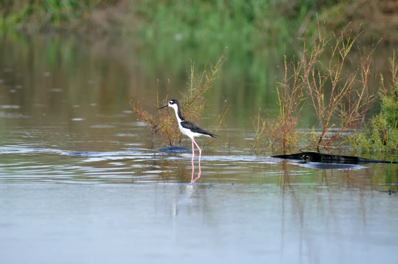 a bird with long legs walking across a river