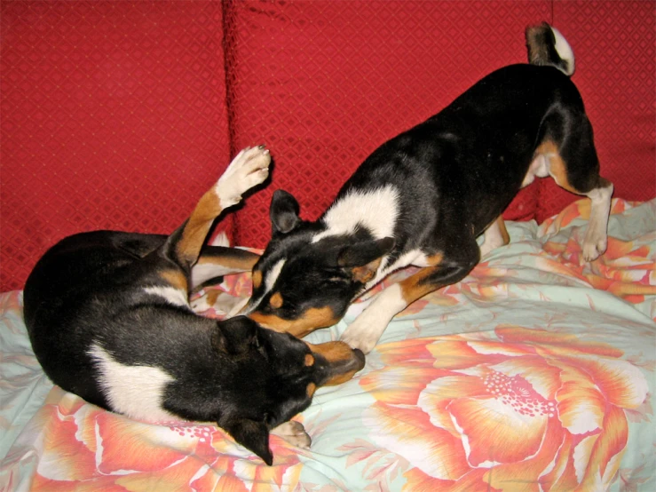 two small dogs playing on a bed in a living room